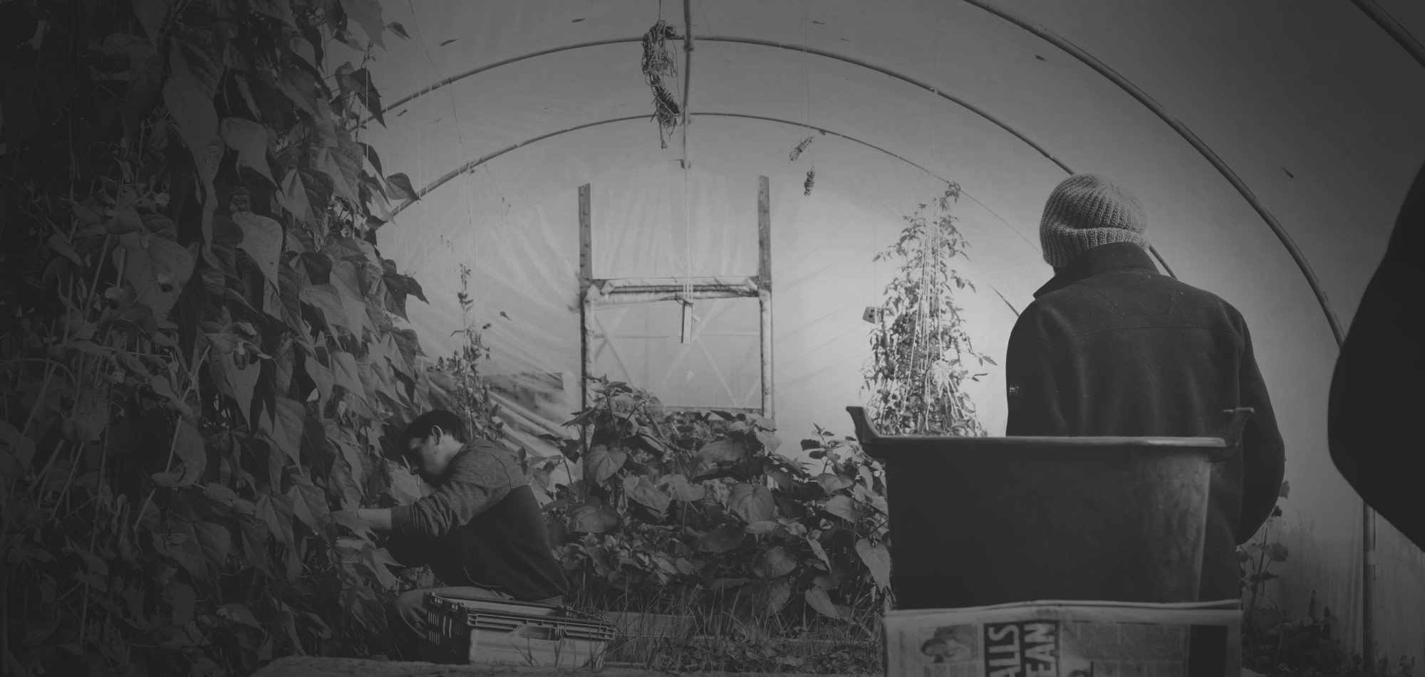 Harvesting in a high tunnel