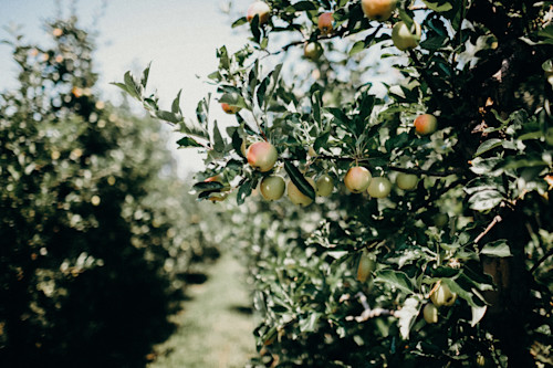 Orchard