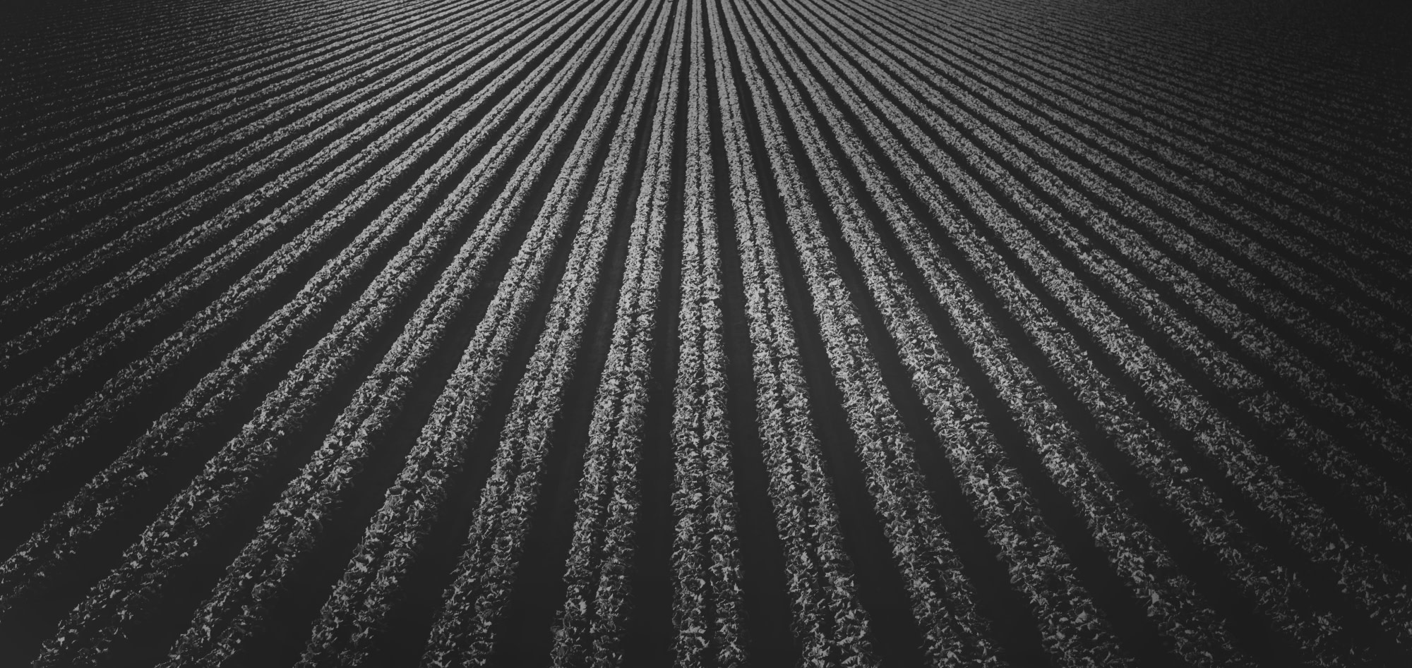 Rows of crops