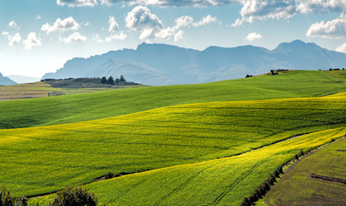 Field