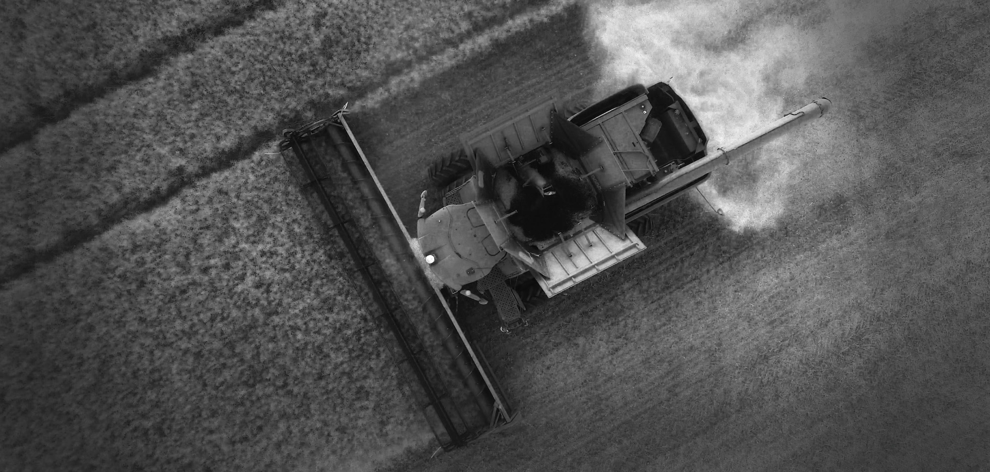 Harvesting wheat
