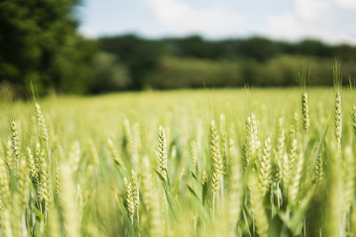 Field