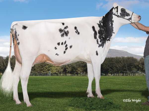 SILVERMAPLE DOORMAN RAE EX92