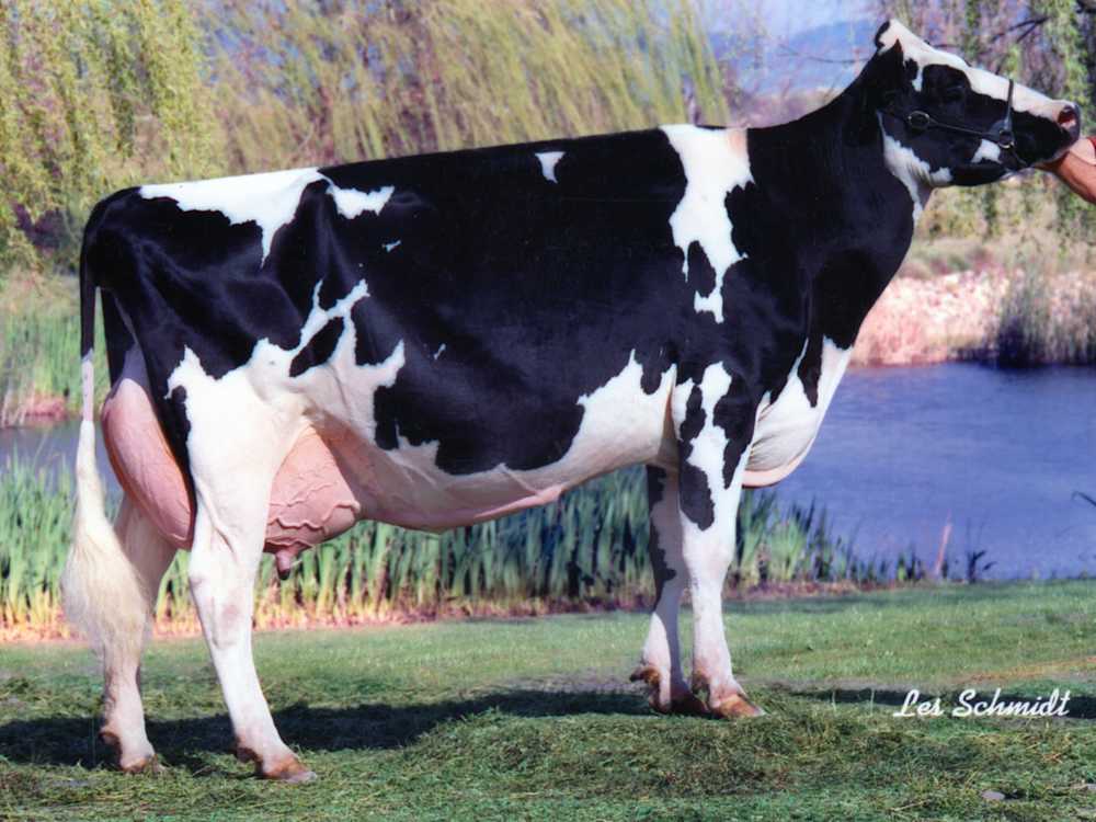 LANDMARK BARTON GLAMMIS EX94