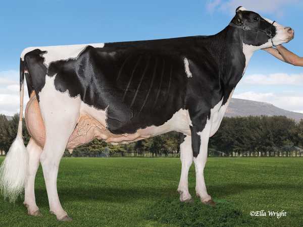 SM LA COTERA ATWOOD KOR EX94