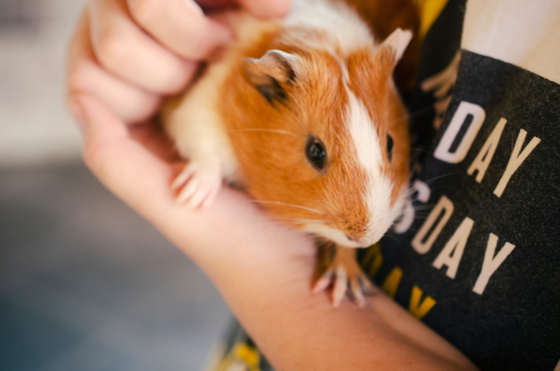 Alles voor knaagdieren snacks