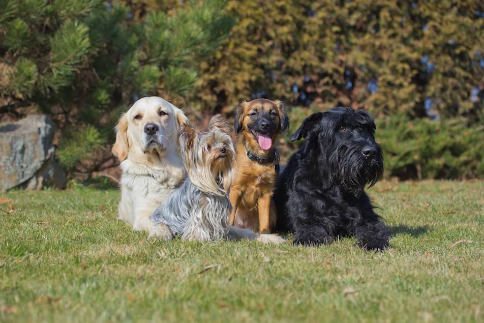 Voeding per levensfase – verschillende honden op een rij - Aveve