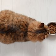 Alles voor katten aveve droge voeding