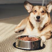 Alles voor honden aveve droge voeding