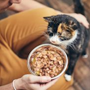 Alles voor katten aveve natte voeding
