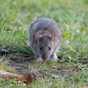 Ratten in de tuin - Aveve