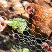 Alles voor kippen aveve omheining