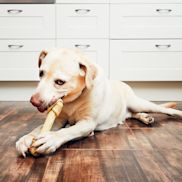 Alles voor honden aveve snacks