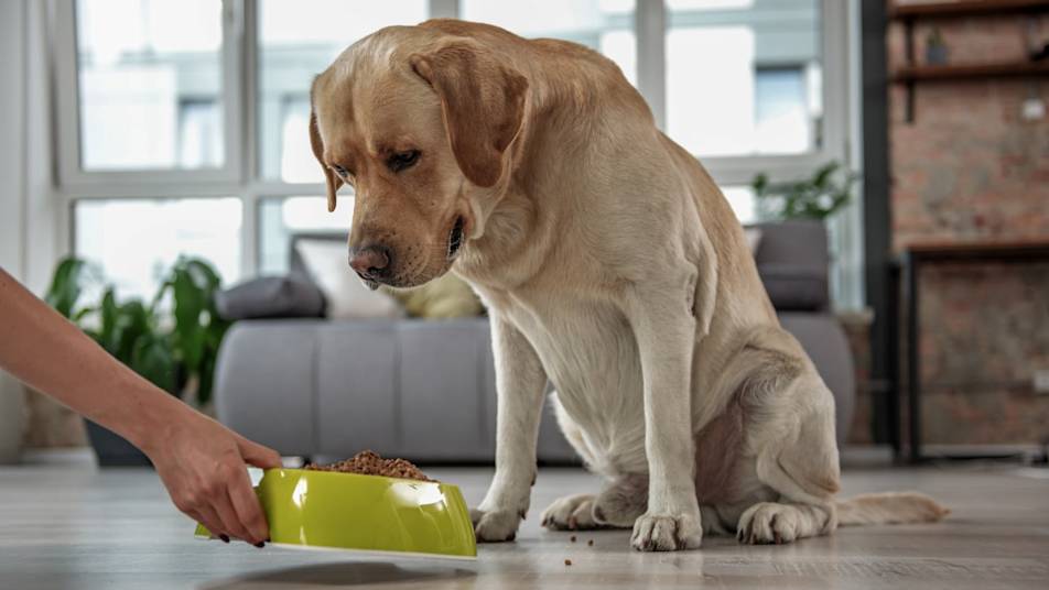 Hond krijgt voer van baasje – Aveve