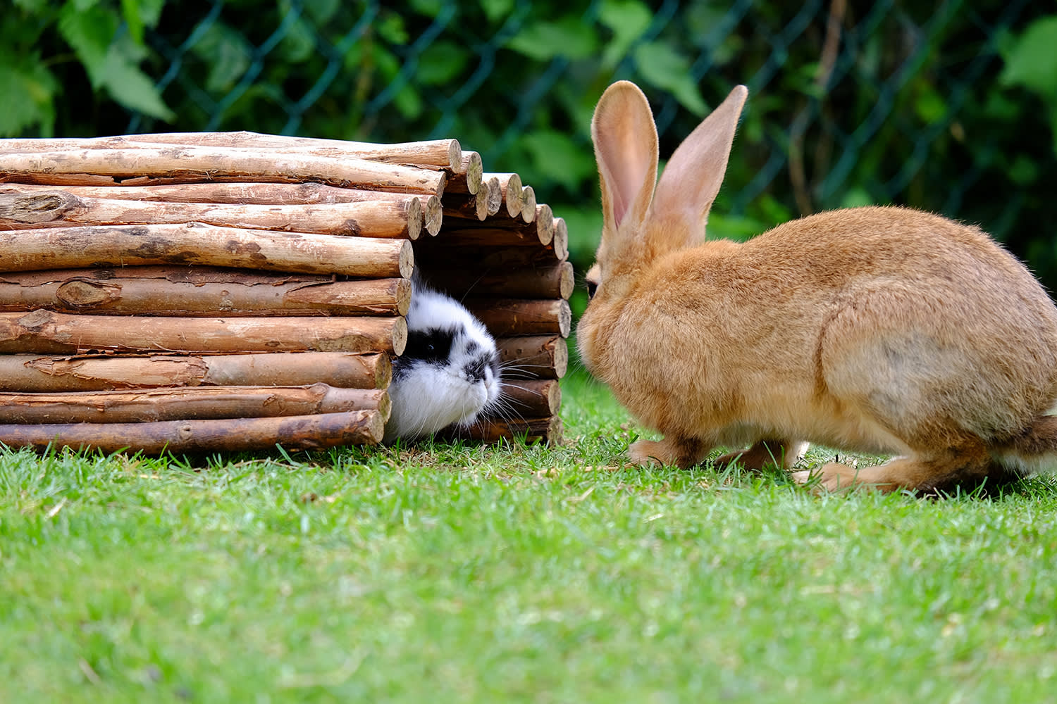 Konijnen in konijnenverblijf – Aveve