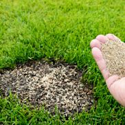 Alles voor je tuin aveve graszaad