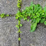 Alles voor je tuin aveve onkruidbestrijding