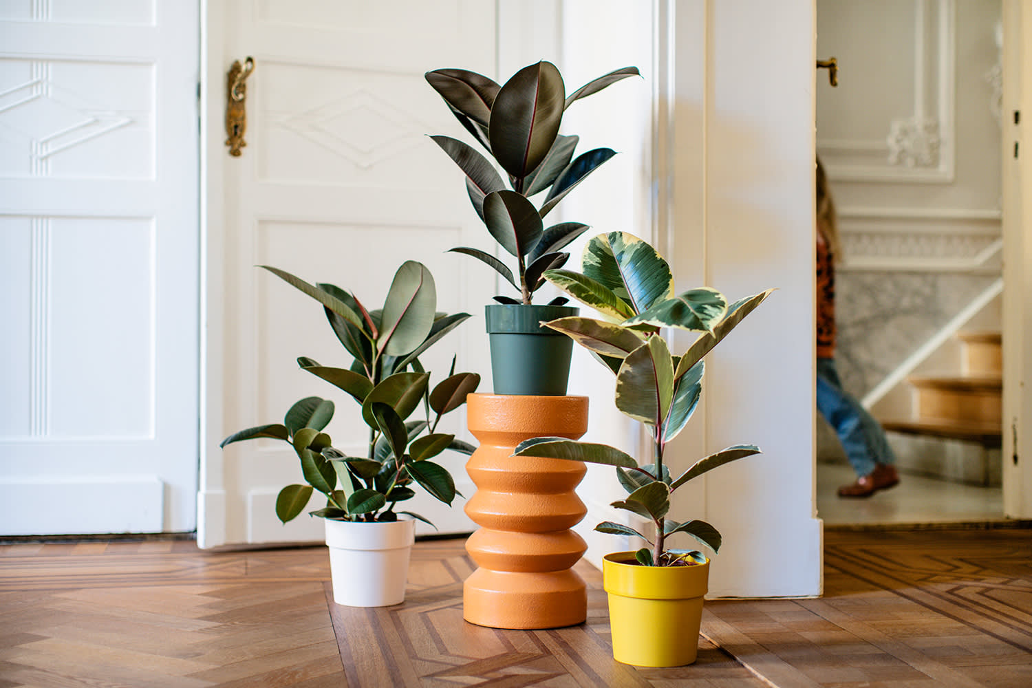 Afbeelding van 3 rubberbomen in gekleurde potten - Aveve