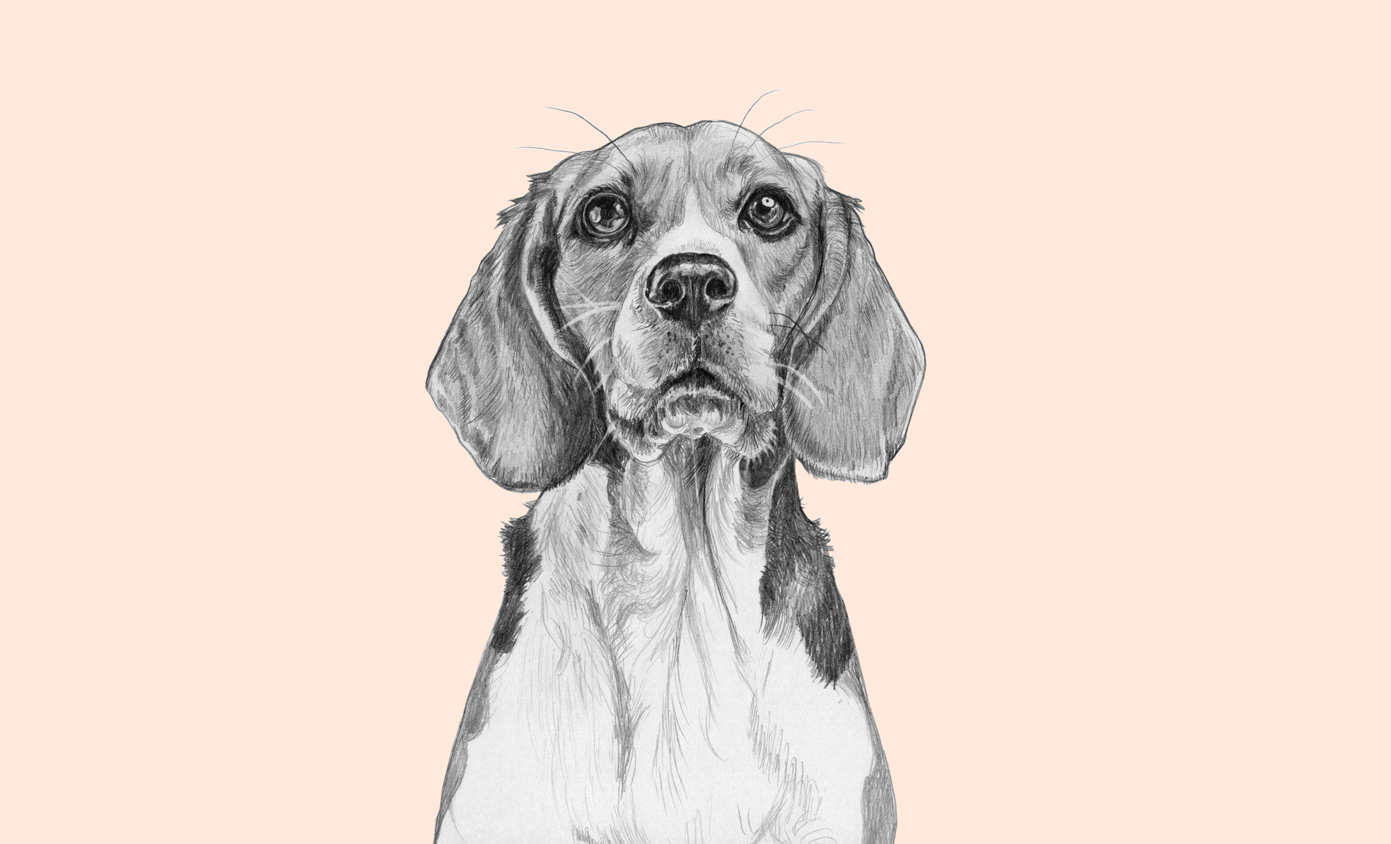 Beagle_final-3.jpg