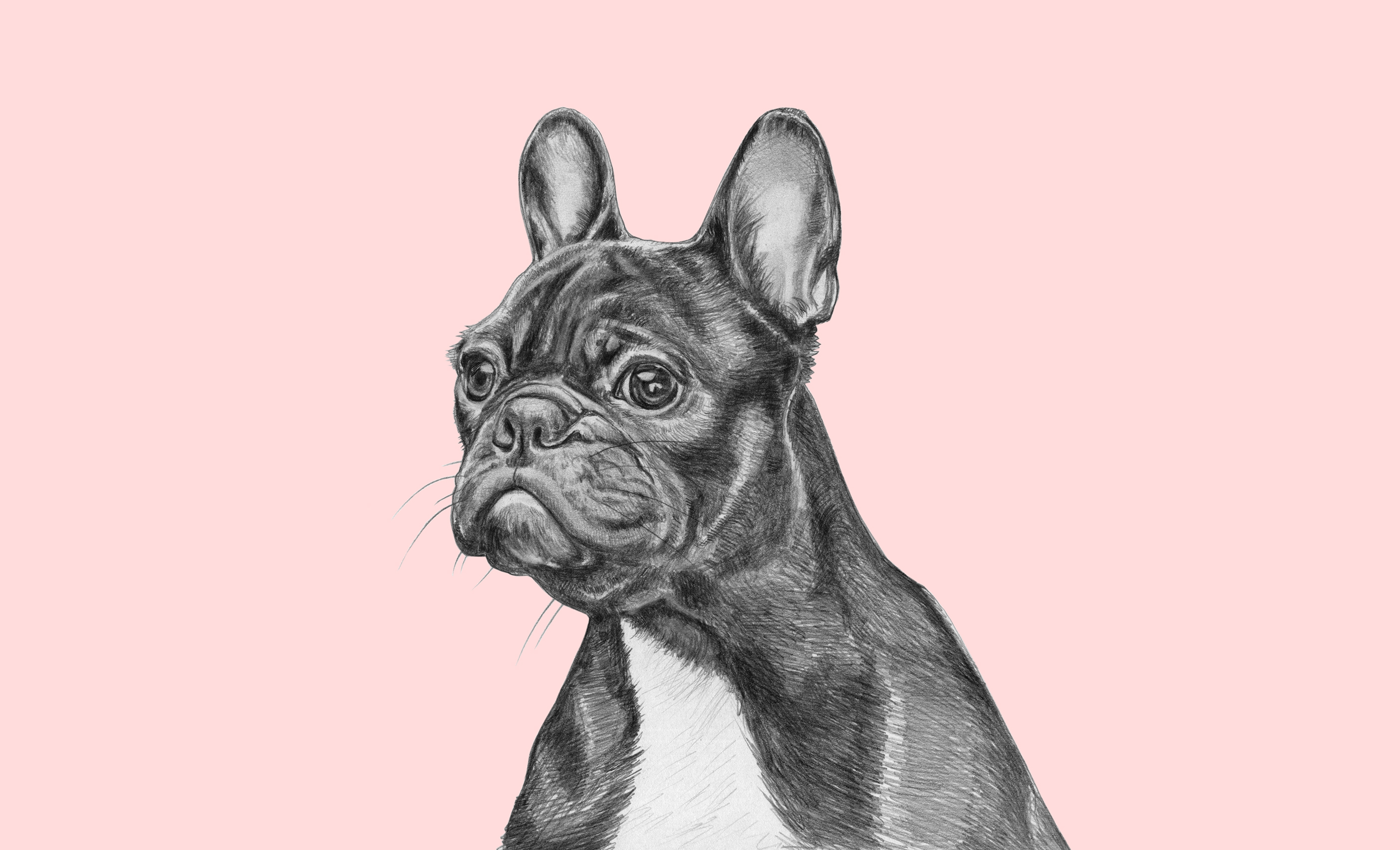 FrenchBulldog_final-1.jpg
