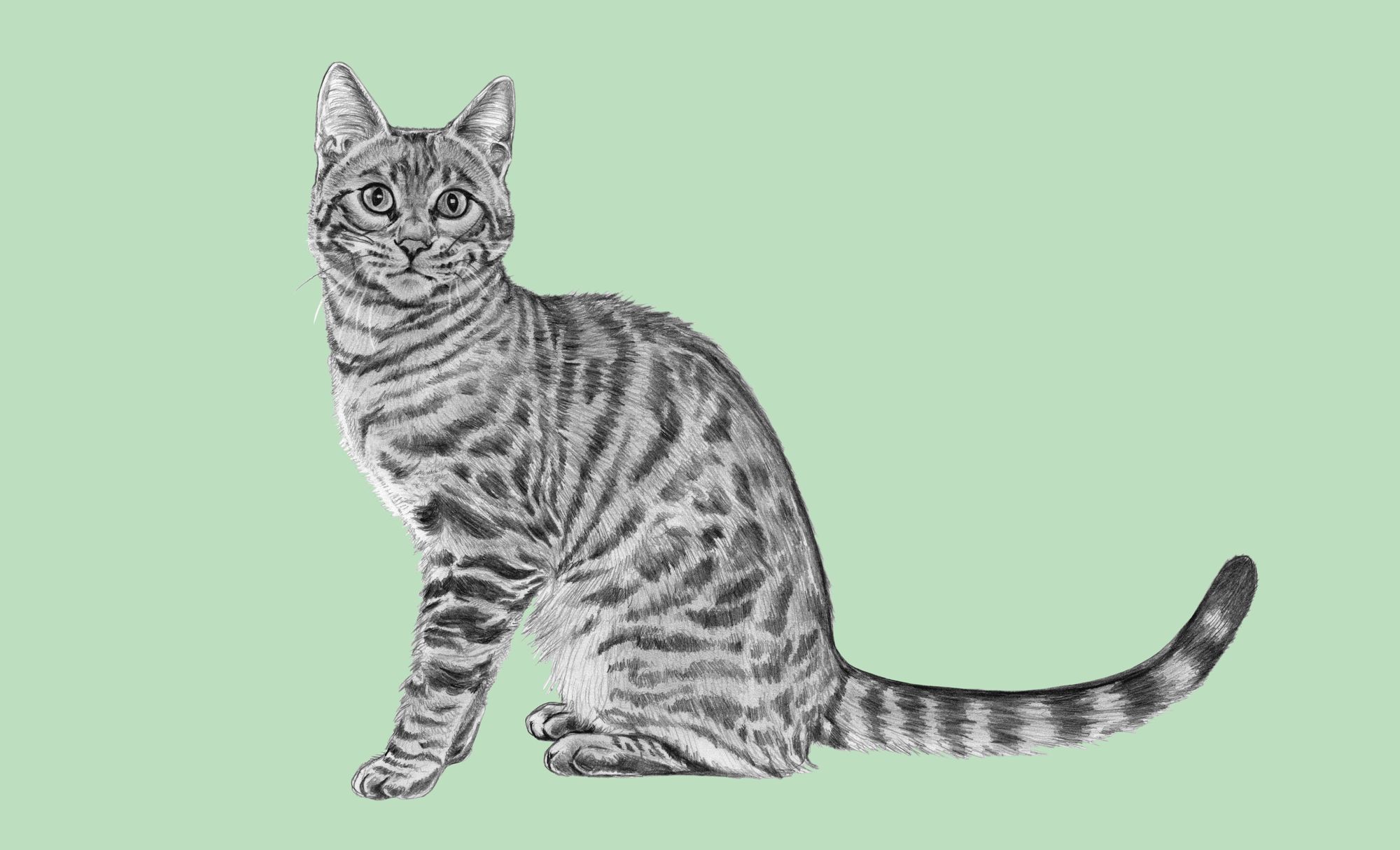 Cat3_final.jpg