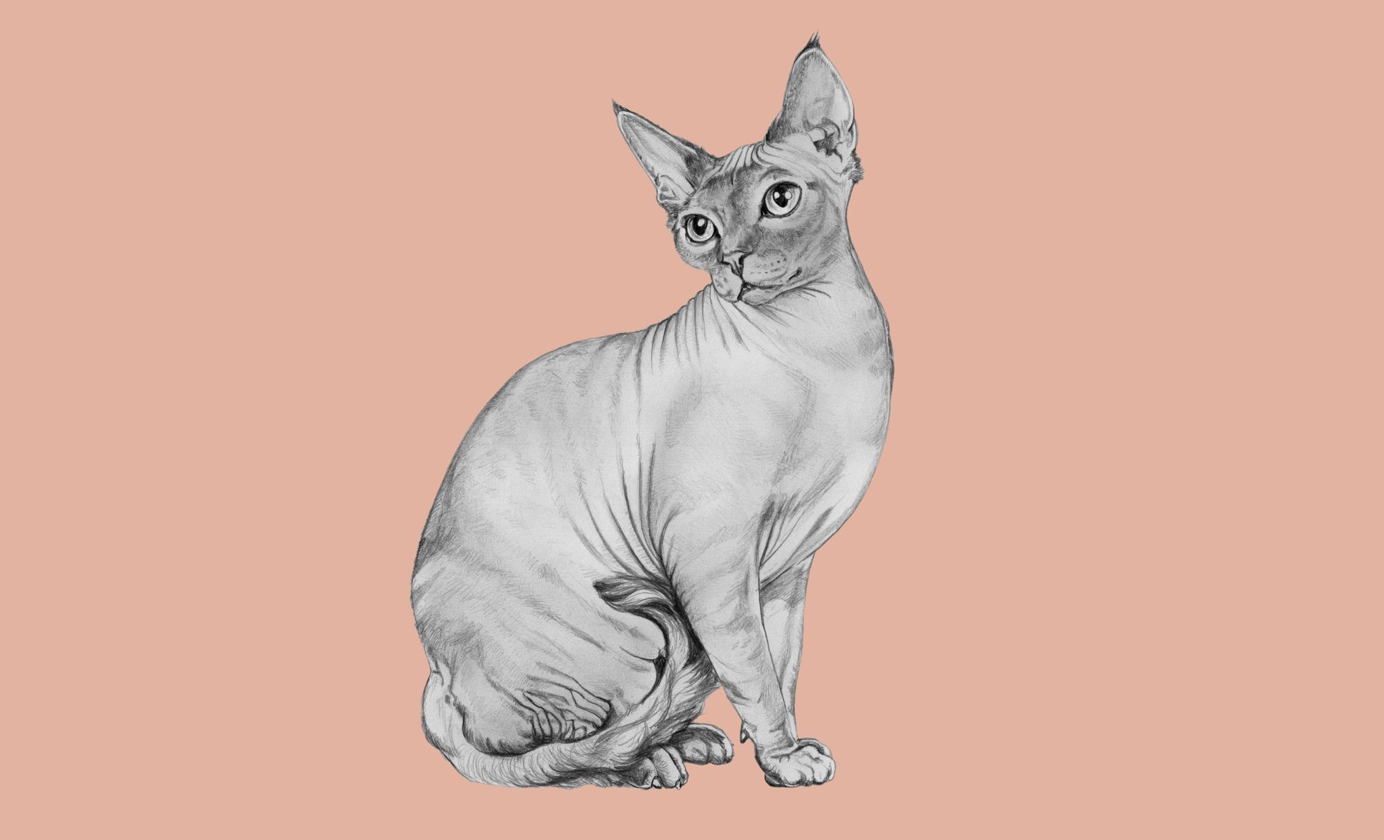 Cat2_final.jpg