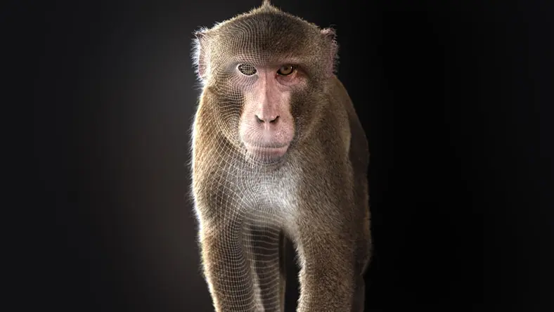 3D monkey.