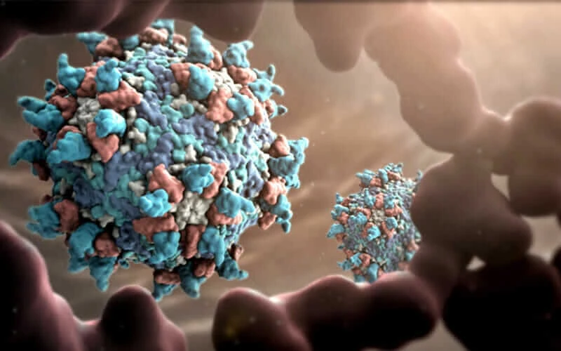 human rhinovirus
