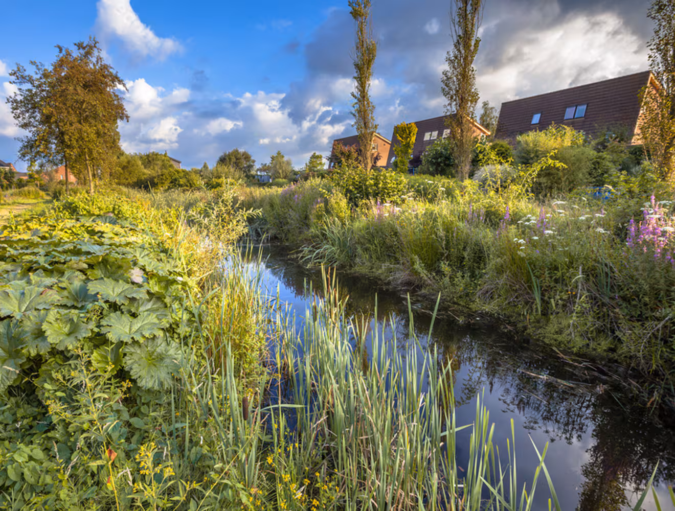 green drainage system in an urban setting
