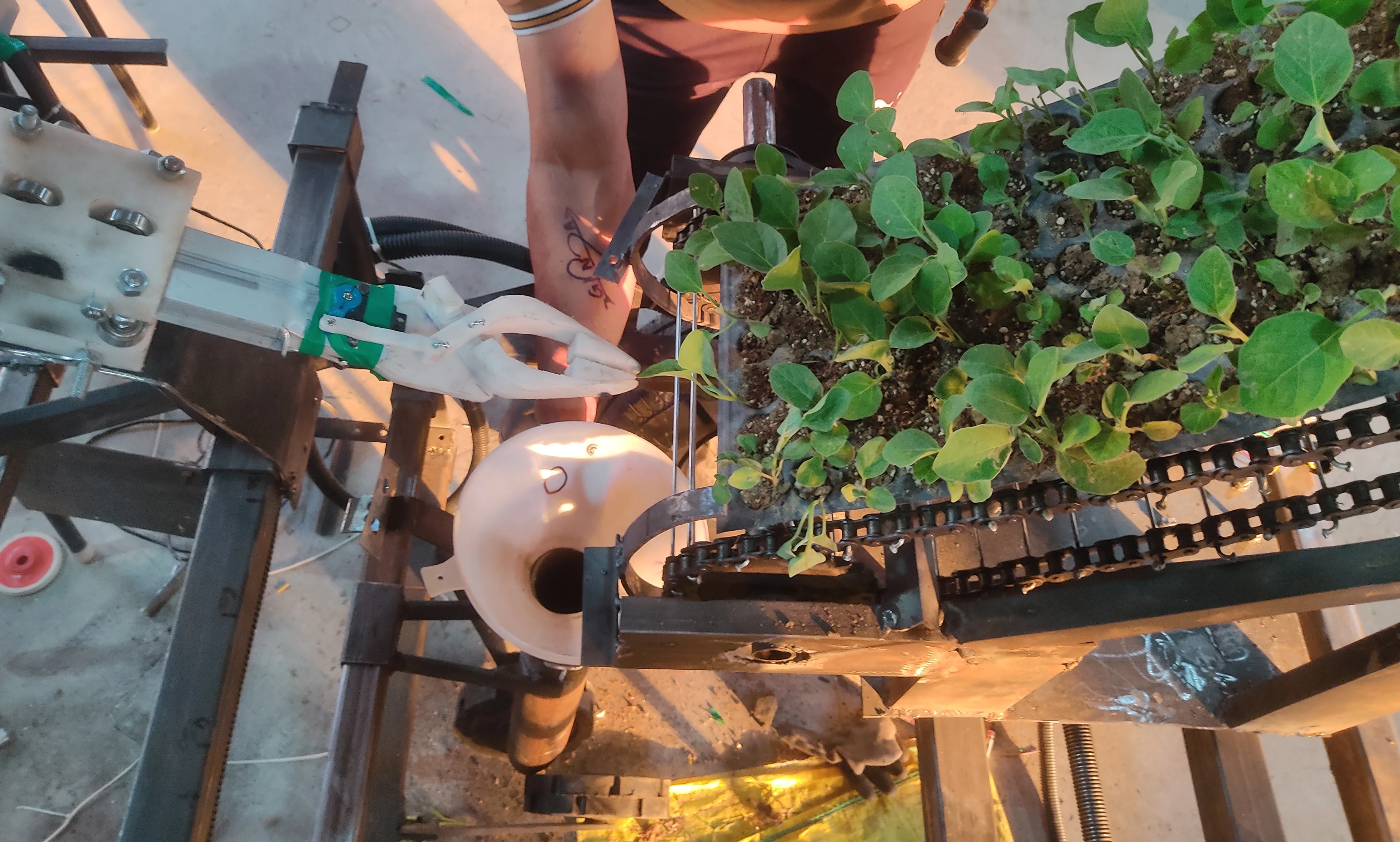 Plants on conveyor belt with robotic arm