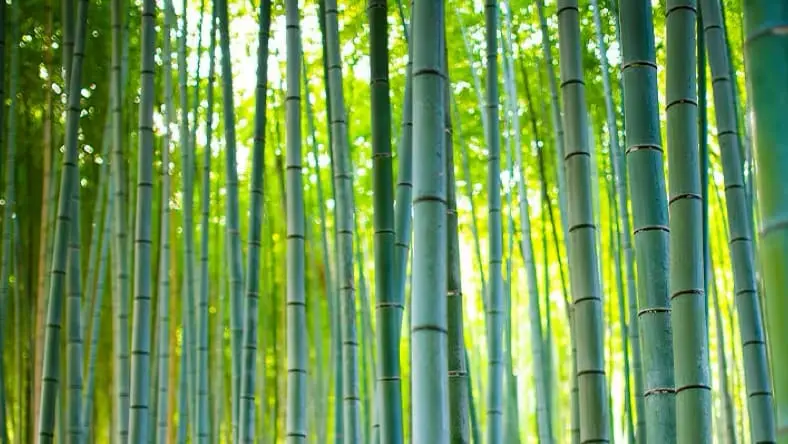 Eye-level view of a bamboo forest, with sunlight shining through the green leaves in the background.