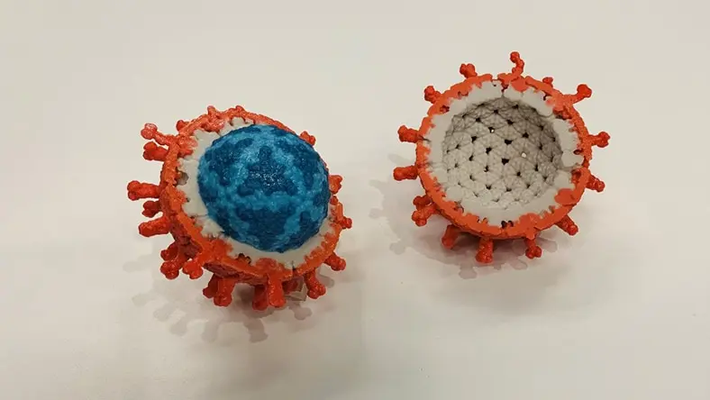 A computer rendering of a virus shows cutaway detail.