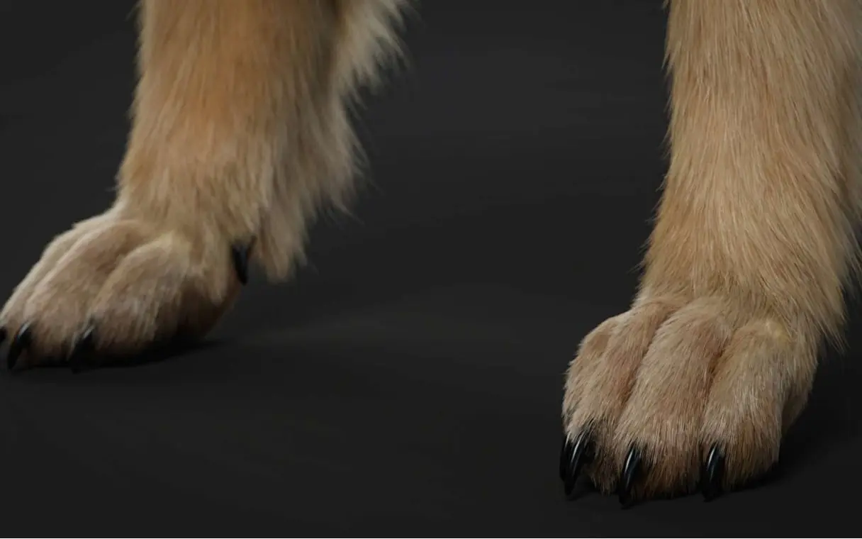 Animal paws