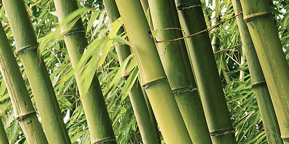 Bamboo transcends the tropics for carbon-negative construction Image
