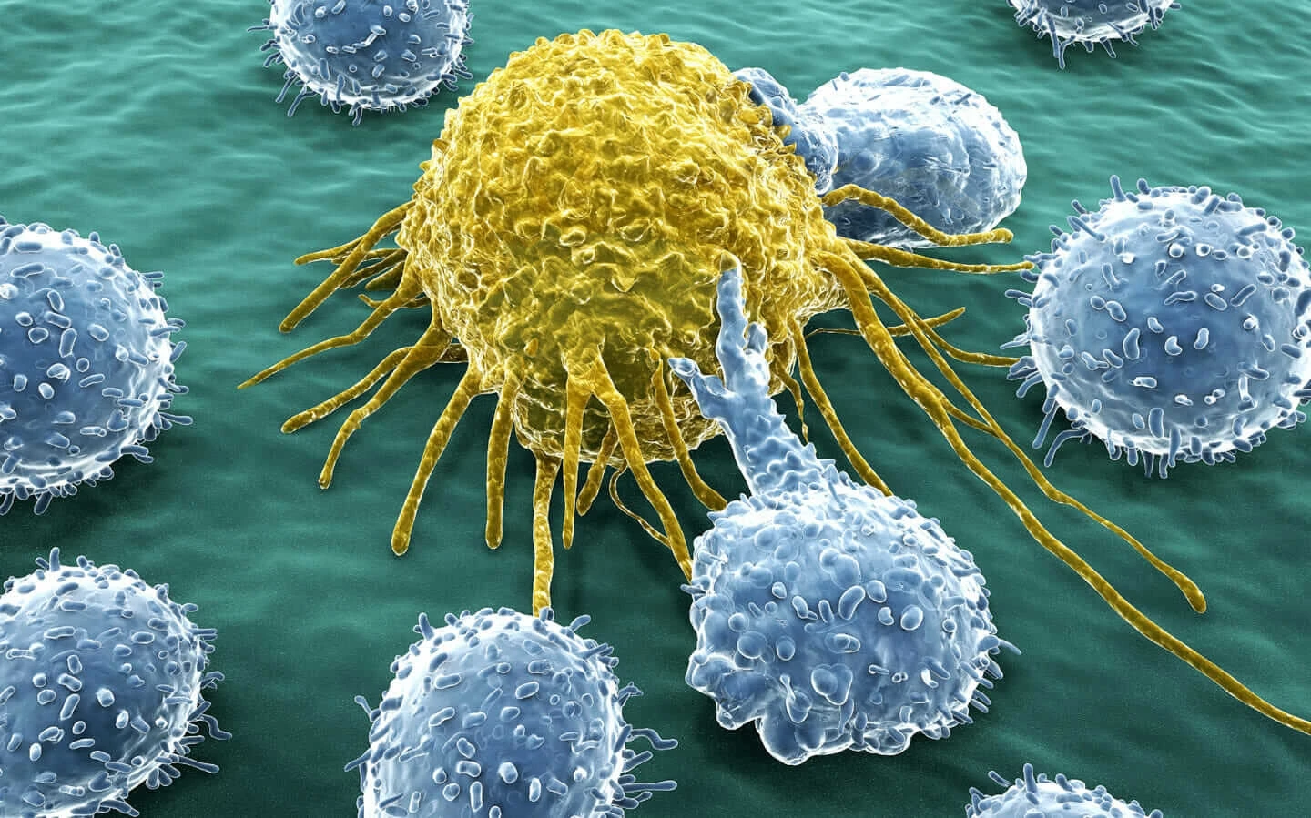 T-lymphocytes fight cancer cell