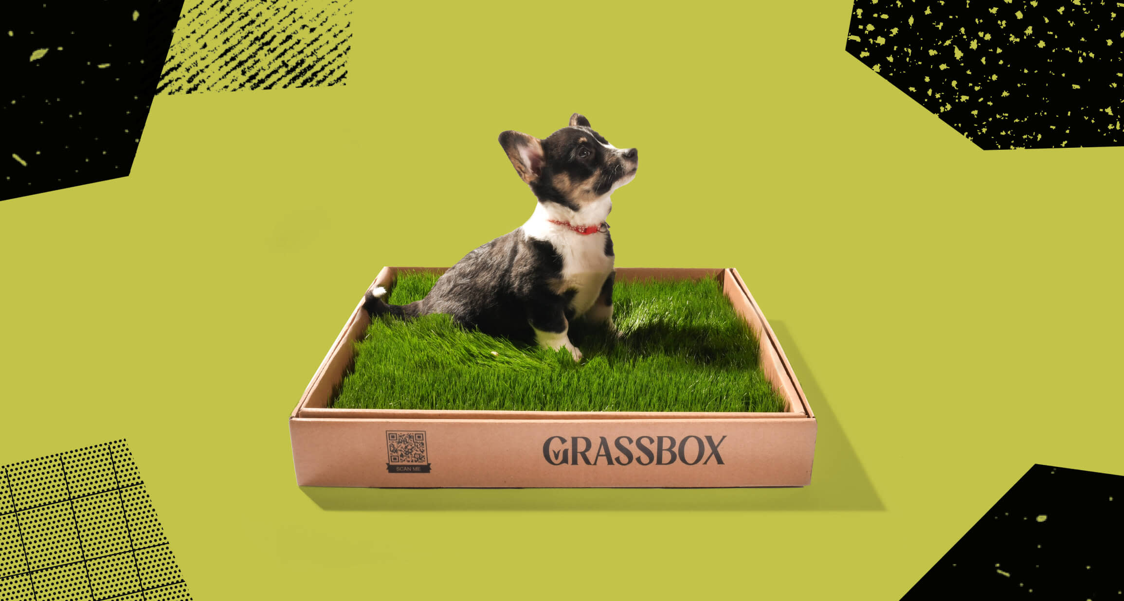 Dog sitting in Grassbox
