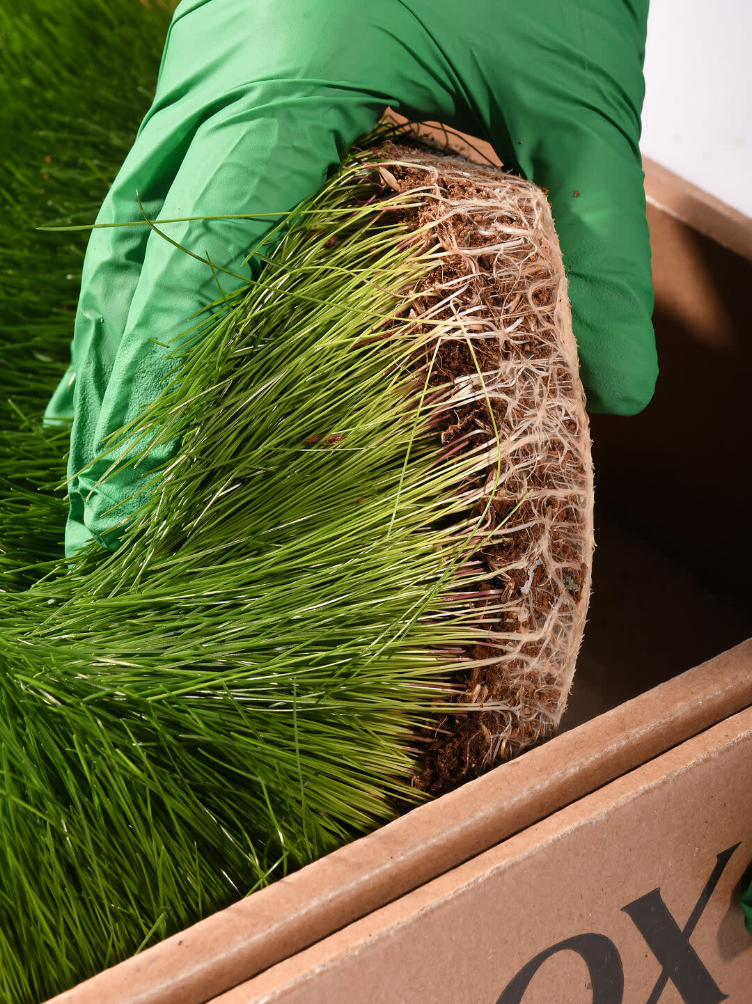 Grass placed into box