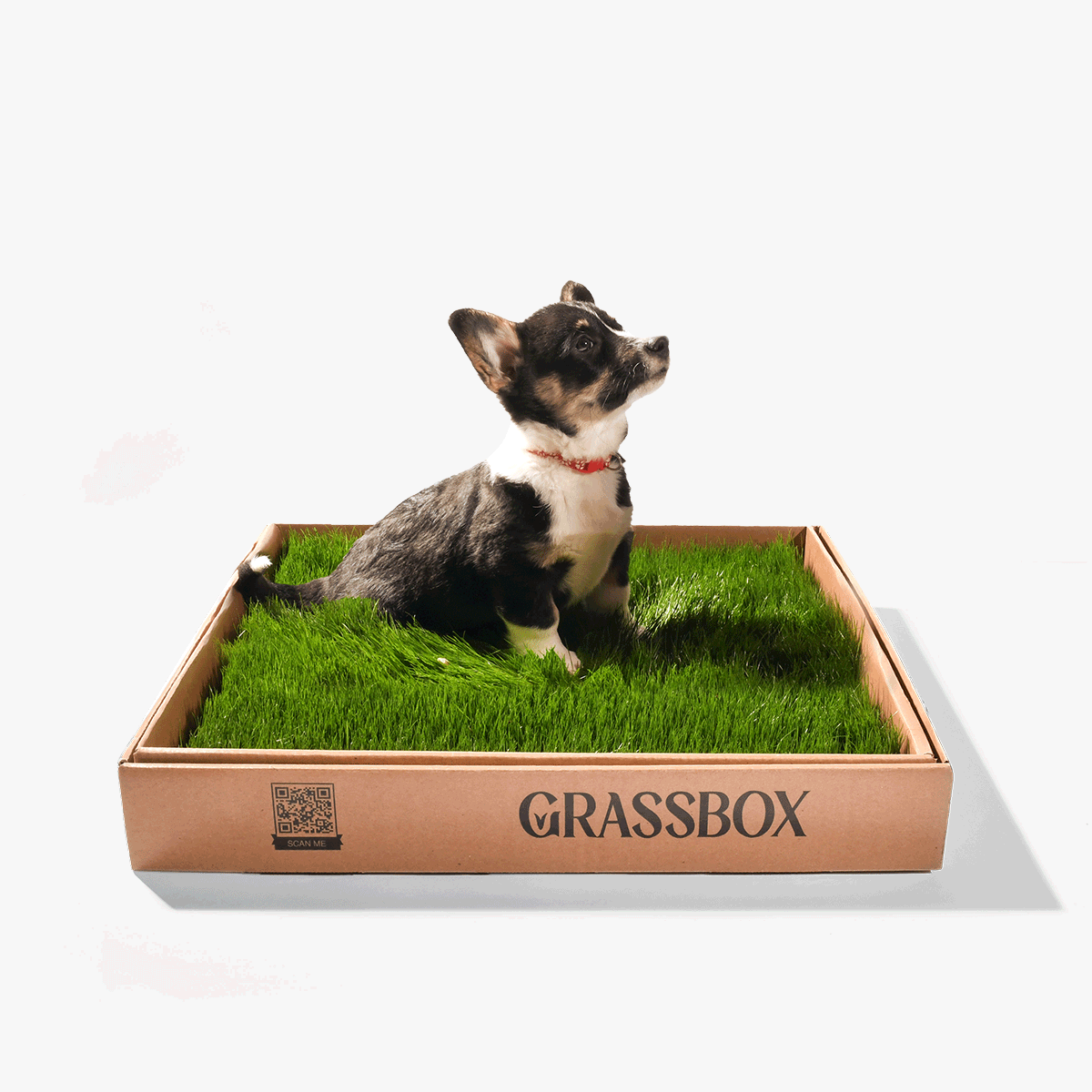 Dog in grass gif