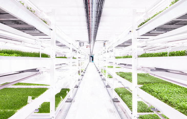 rows of herbs growing underground