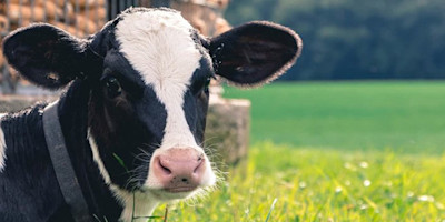 A photo of a cow by a green field