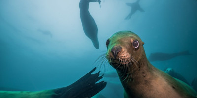 seal in the ocean