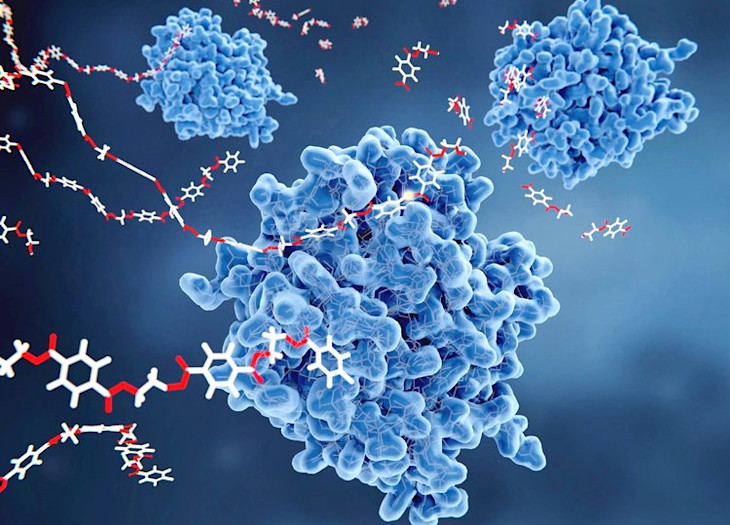 a 3D rendering of the PETase enzyme that can break down PET plastic