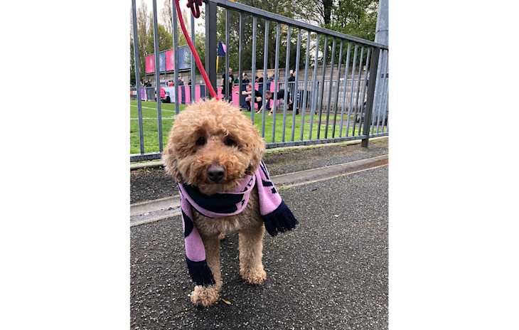 An image of a Dog at Champion Hill wearing a Dulwich Hamlet scarf