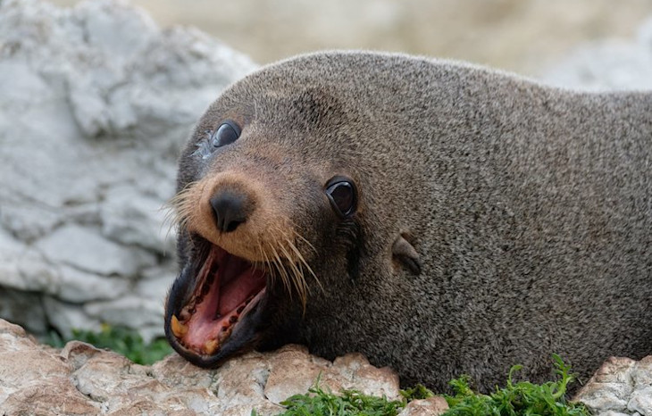 baby seal