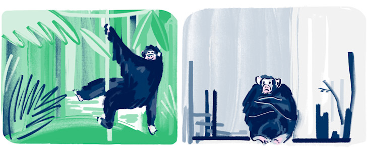 An illustration to show the impact of rainforest conservation for wildlife