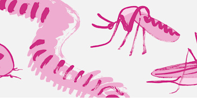 An illustration of bugs and insects