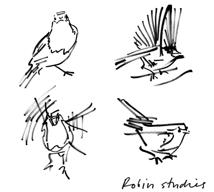 Drawings of a robin in different positions