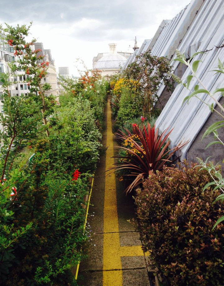 Flowers and shrubs in Coutts skyline garden