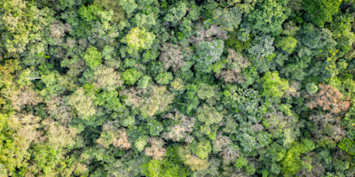 A view of the Gola rainforest from the air