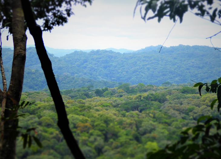 A picture of the Gola Rainforest in Sierra Leone